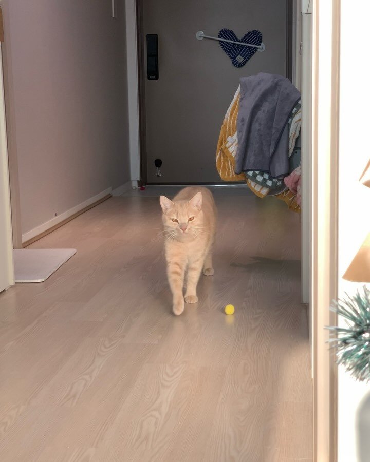 chichiwor 게시물 이미지: 냐옹~ 하면서 꼬물꼬물 걸어오는 거… 심장 녹는다 🫠💕