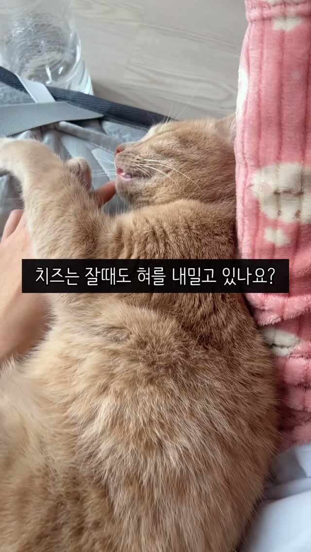 chichiwor 게시물 이미지: 잘때도 혀수납 깜빡하는 치즈