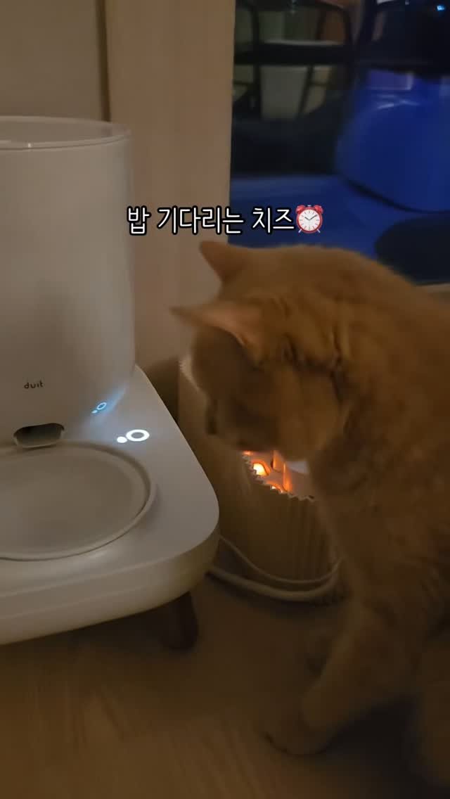 chichiwor 게시물 이미지: 어쩌다 한번 성공함✌🏻