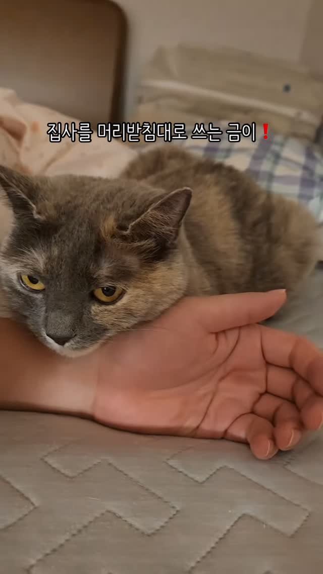 chichiwor 게시물 이미지: 나만의 머리받침대