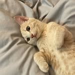 chichiwor 인스타그램 프로필 사진