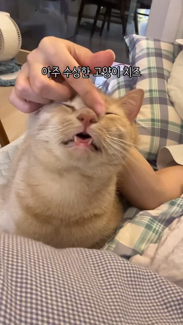 chichiwor 게시물 이미지: 아주 수상한 고양이 치즈