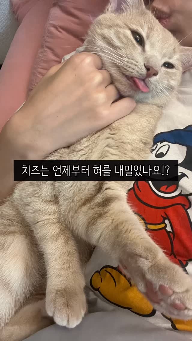 chichiwor 게시물 이미지: 치즈는 언제부터 메롱냥이가 되었나