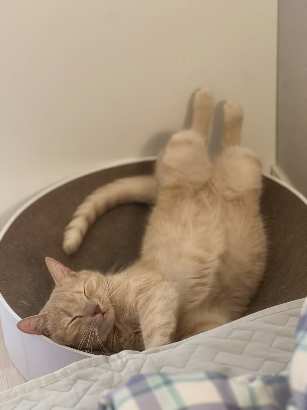 Photo by 금 가루 치즈 보리 | 믹스묘 on August 23, 2025. May be an image of sleeping, Abyssinian cat, kitten and text.