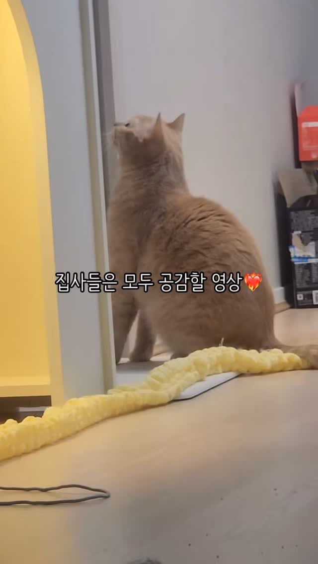 chichiwor 게시물 이미지: 집사들은 공감할 영상‼️