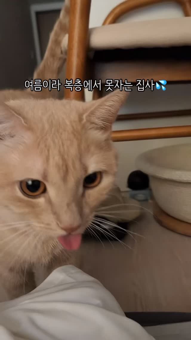 chichiwor 게시물 이미지: 오늘도 혀 내밀고 모닝인사💗