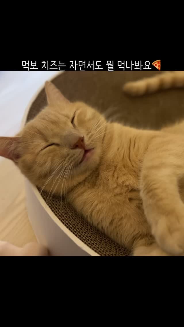 chichiwor 게시물 이미지: 자면서도 혀빼꼼 고양이 치즈