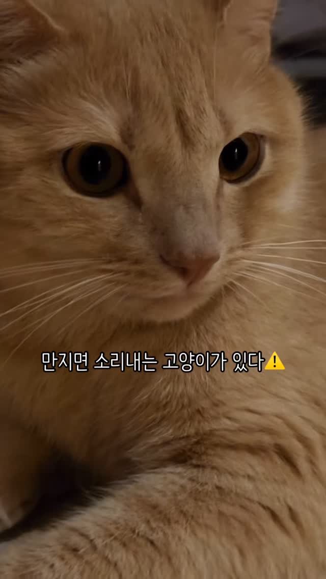 chichiwor 게시물 이미지: 만지면 소리내는 고양이 치즈🌼