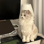 geul_rin_ 프로필 사진