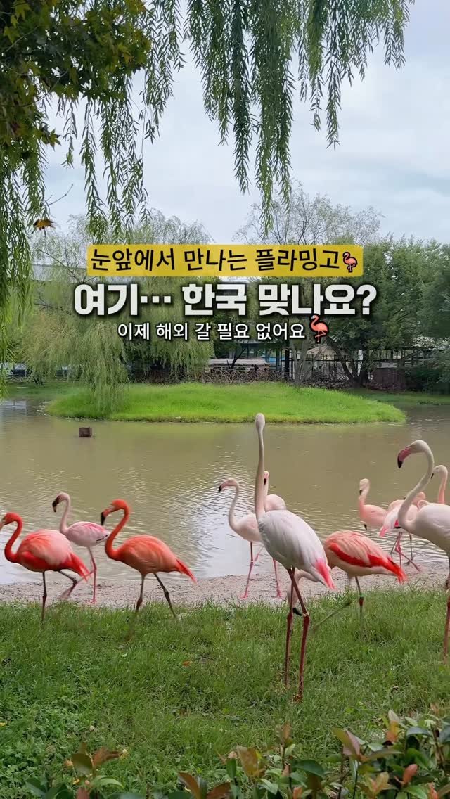cho_menss 게시물 이미지: 눈앞에서 만나는 플라밍고 🦩
여기… 진짜 한국 맞나요?

플라밍고를 이렇게...
