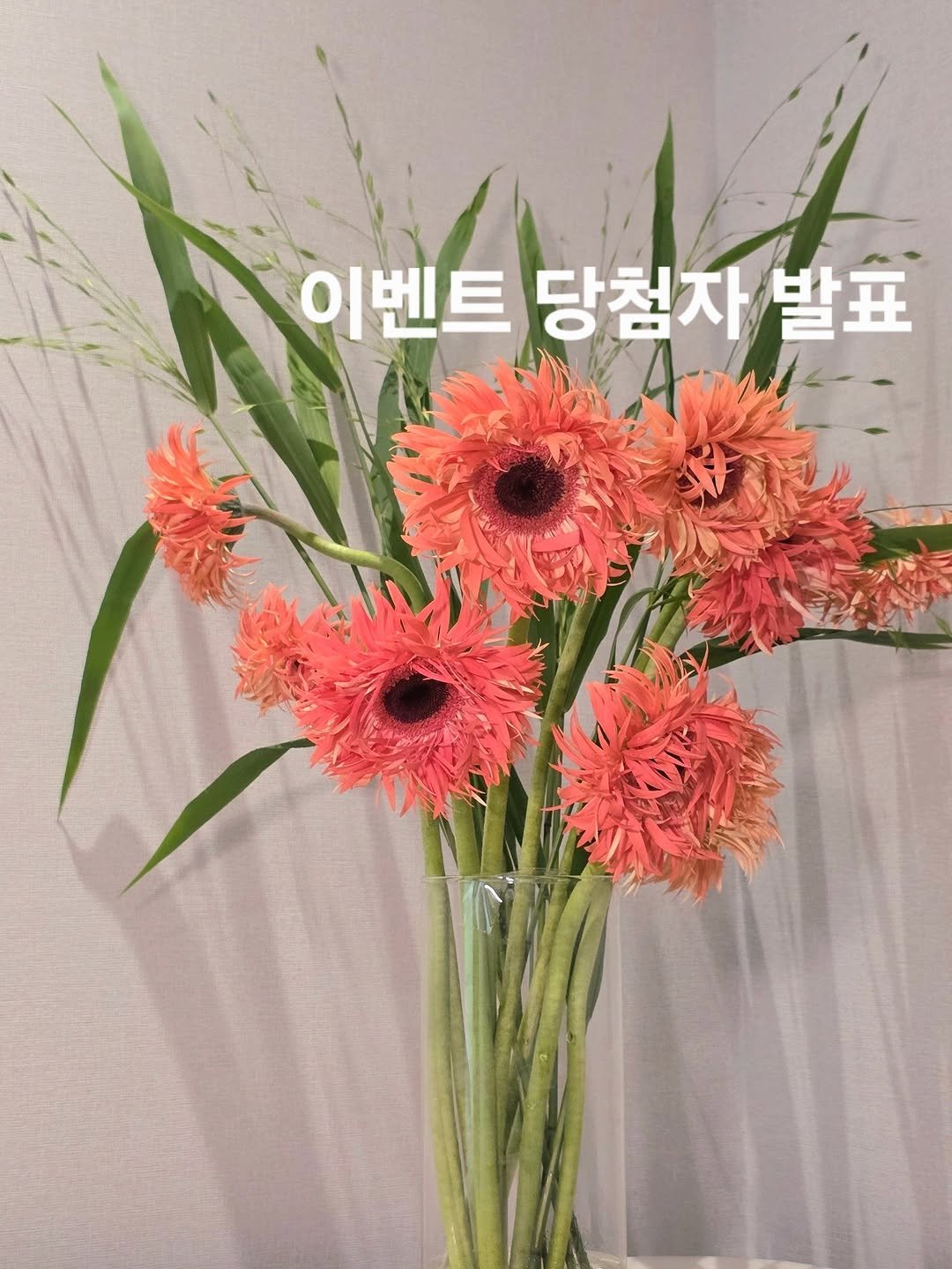 chocho.home 게시물 이미지: 축하드려요 💗
이벤트발표 당첨되신분들
✨️12일까지 DM주세요!✨️
(12일까지...