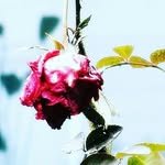 aoisora240 프로필 사진