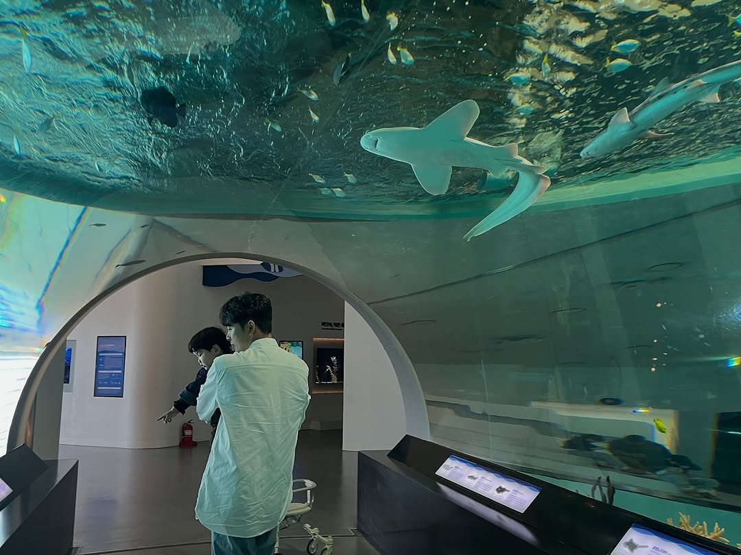 Photo by 이츄맘💖 on November 07, 2025. May be an image of swimming, whale shark, aquarium and text.