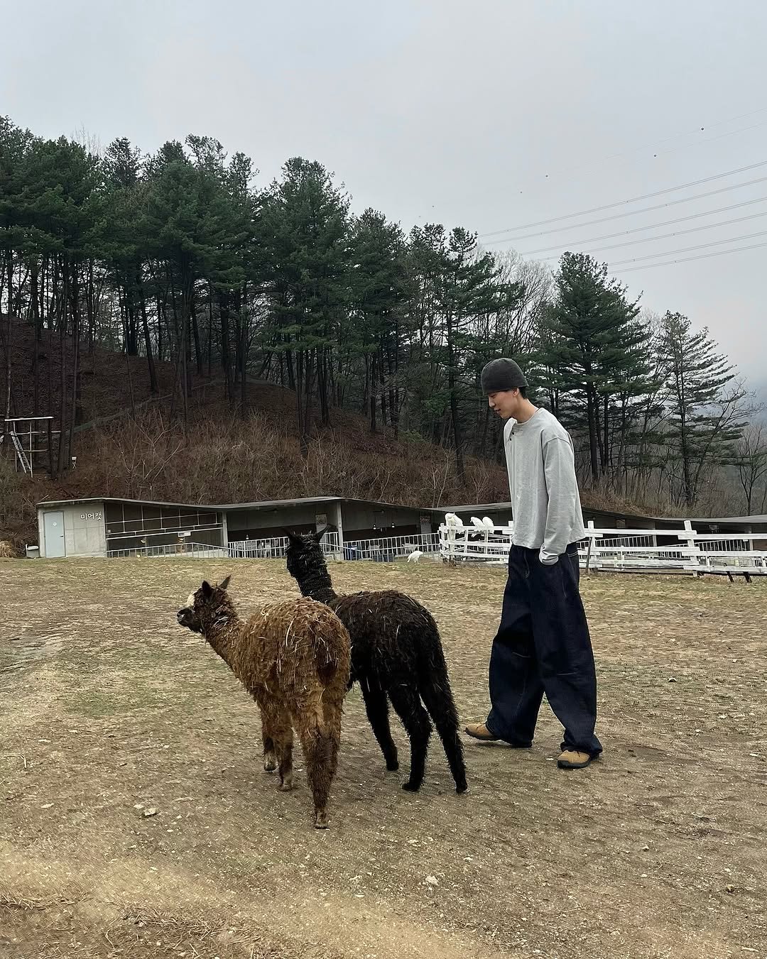 Photo by 김정철 on April 13, 2026. May be an image of lamb, Komondor, sheep, calf and text.