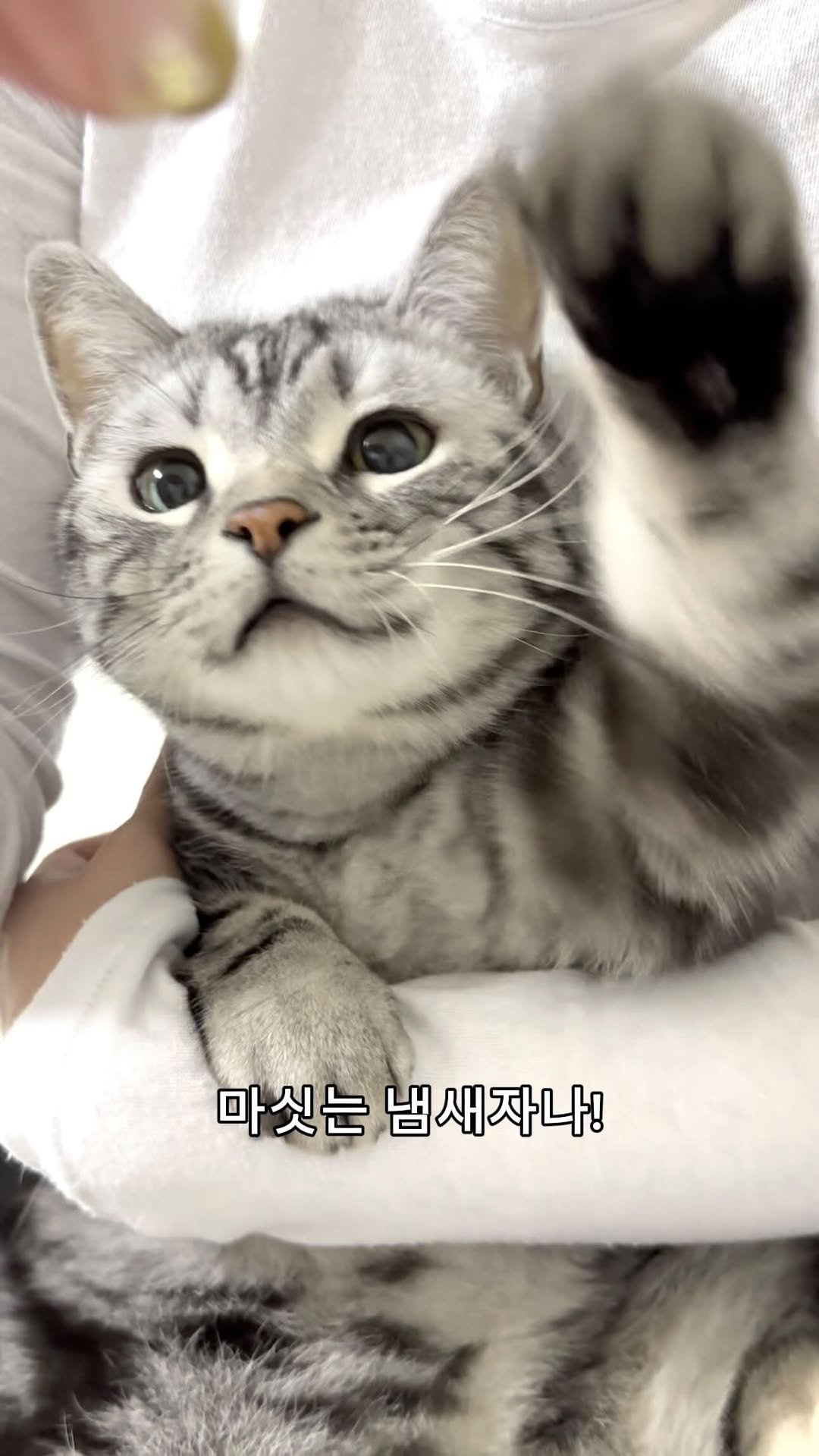 chunbae_gram 게시물 이미지: #광고 입짧은 냥이들 여기 모여라!

오늘 생산해 오늘 배송하는 갓 만든 신선한...