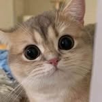 sprinklecatcat 프로필 사진