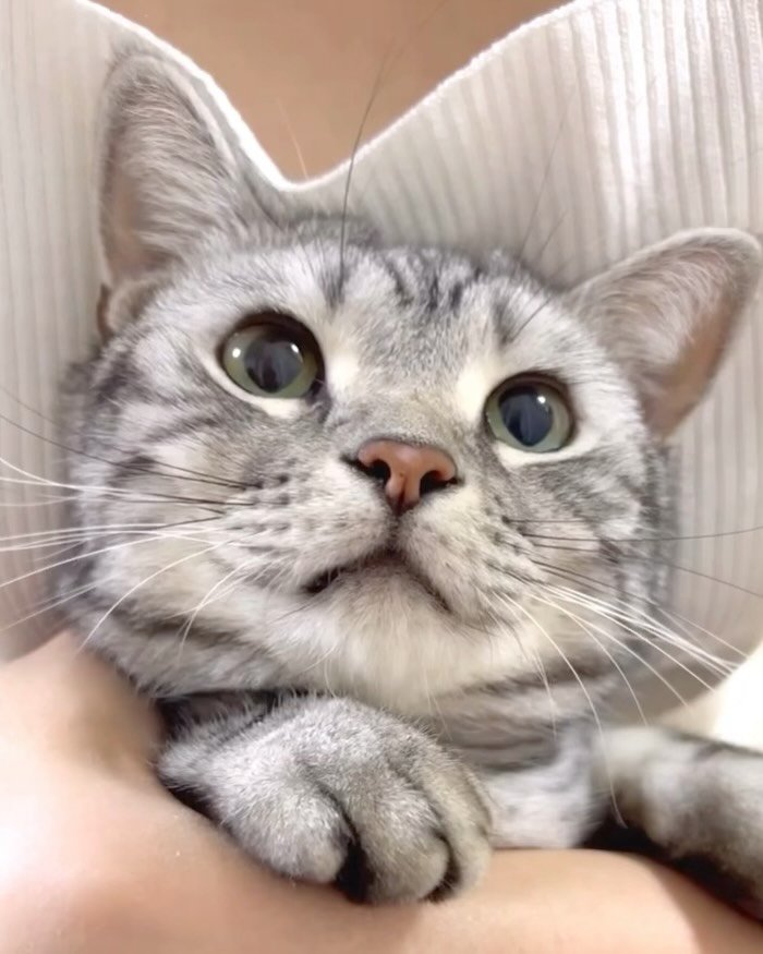 chunbae_gram 게시물 이미지: 무서븐 어흥 모음.zip

🤭
.
.
.
.
#아메리칸숏헤어 #고양이 #귀여운고양이...