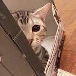 cat_silva.s 프로필 사진