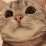 peachkittenpp 프로필 사진