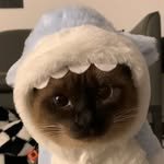 jemua_siamesecat 프로필 사진