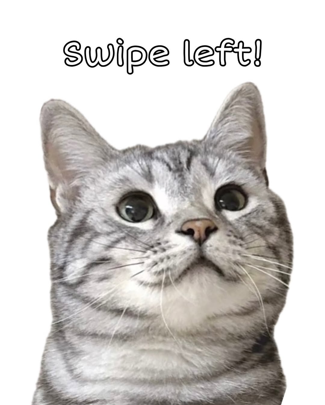 Photo by 김춘배 on September 25, 2025. May be a doodle of Abyssinian cat, kitten and text that says 'Swipe left!'.