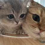 bambi_22918 프로필 사진