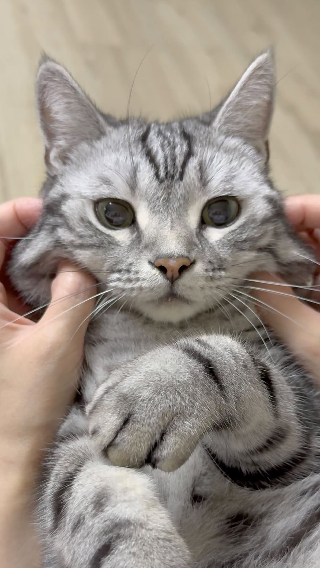 chunbae_gram 게시물 이미지: 누가 그러케 귀여우래🤍

So cute🤍
.
.
.
.
#아메리칸숏헤어 #고양이...