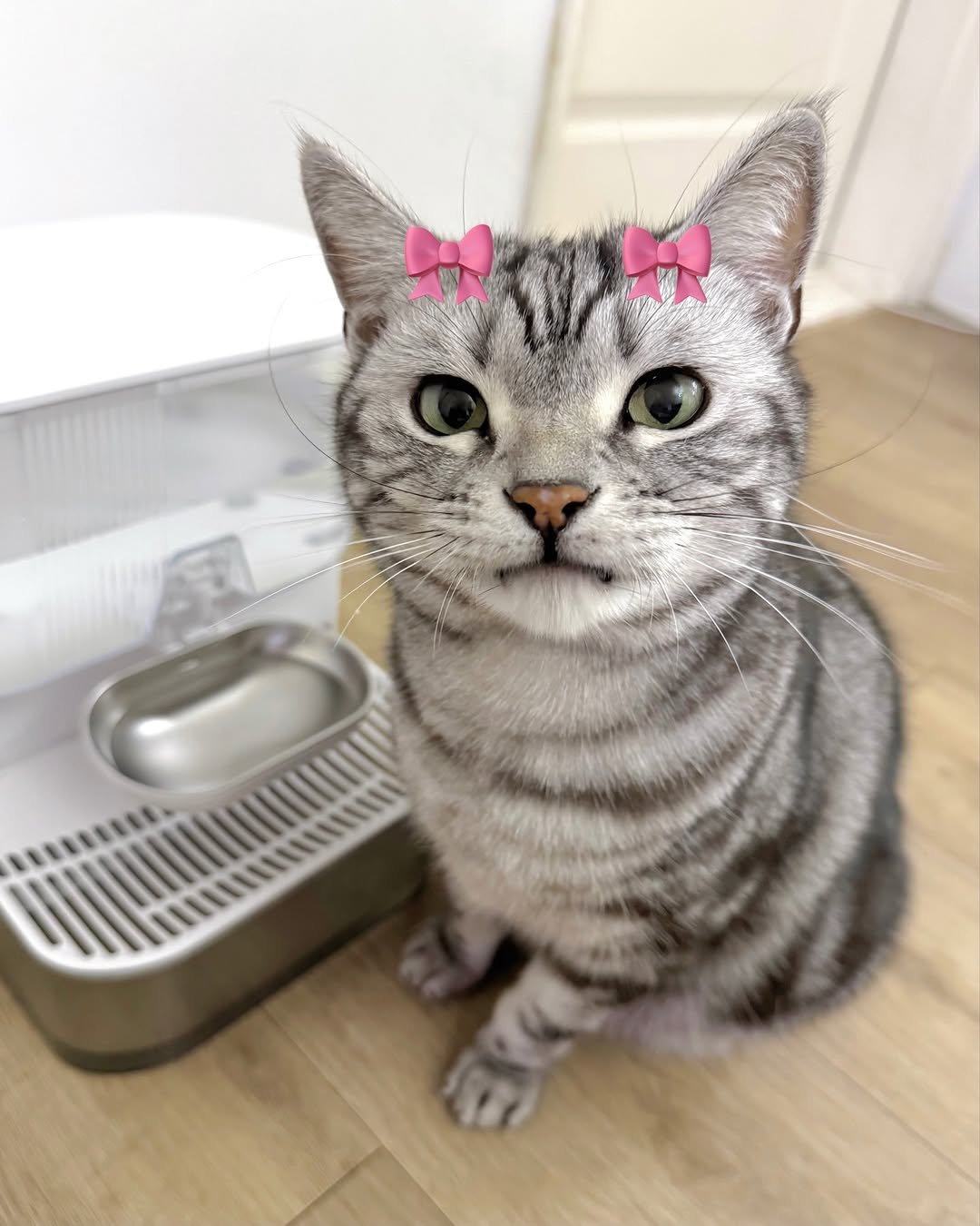 Photo shared by 김춘배 on February 20, 2026 tagging @petgeek_korea. May be an image of kitten, Abyssinian cat and text.