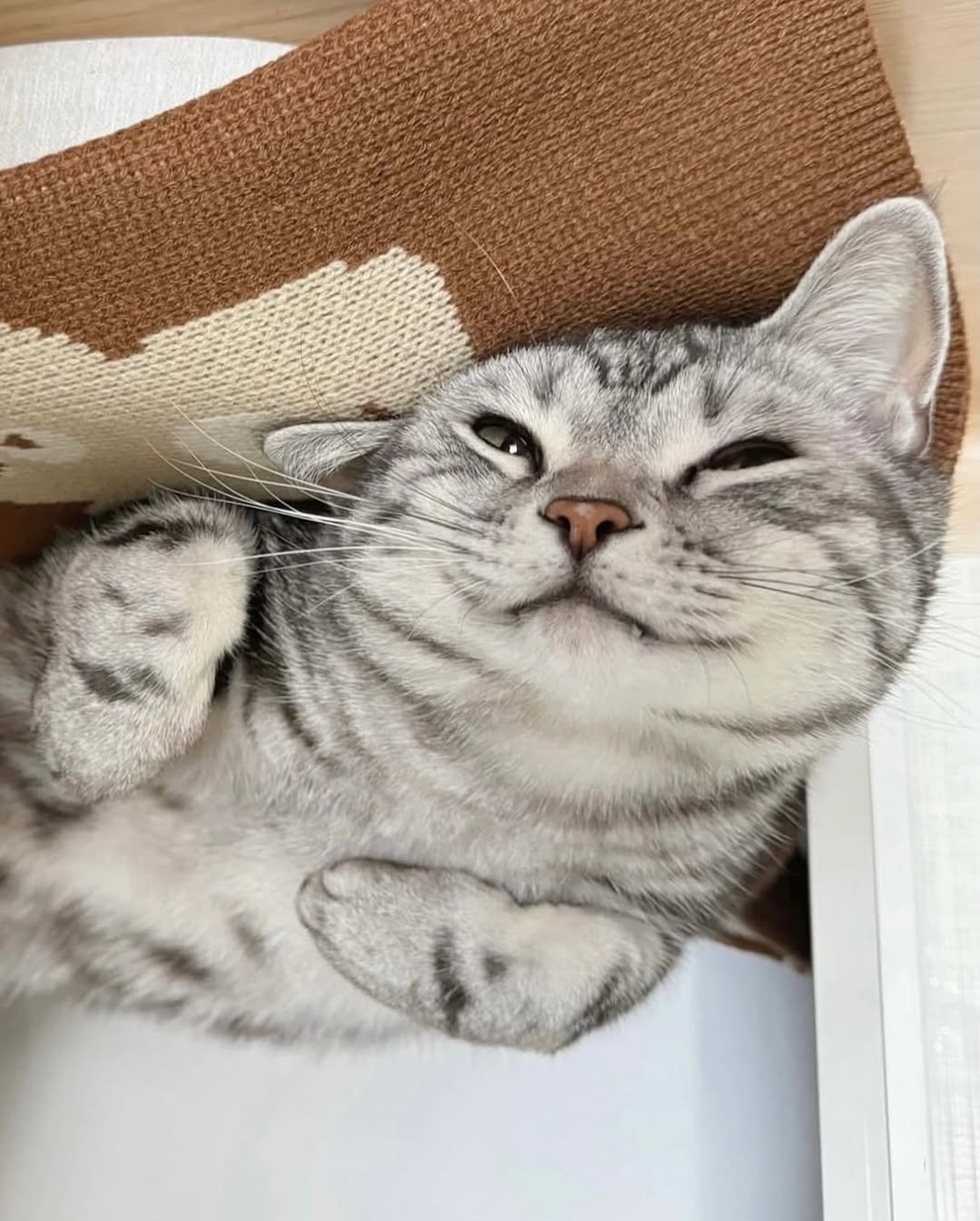 Photo by 김춘배 on September 20, 2025. May be an image of Abyssinian cat, kitten and text.