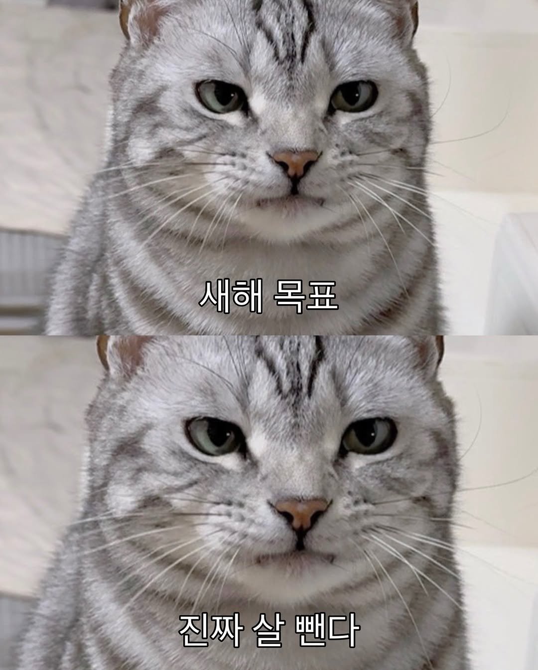 Photo by 김춘배 on January 01, 2026. May be an image of kitten and text that says '새해목. 새해 목표 진짜 살 진짜살뻔다 뻔다'.