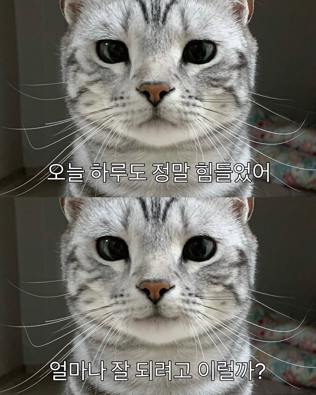 Photo by 김춘배 on April 20, 2026. May be an image of kitten and text that says '오늘 하루도 정말 힘들었어 얼마나 잘 되려고 이럴까?'.