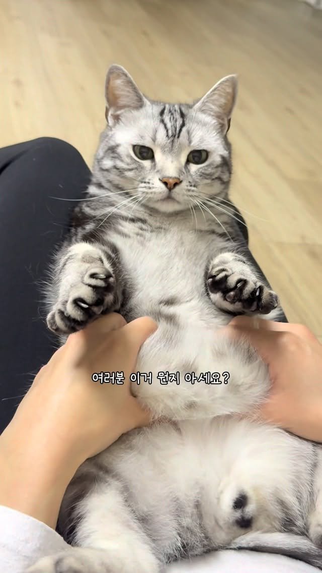 chunbae_gram 게시물 이미지: #광고 여러분 이거 뭔지 아세요?!

나는 아메리칸숏헤어 춘배 7살!
벌써 건강...