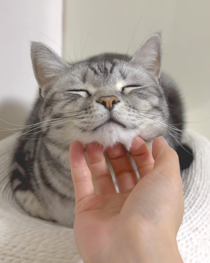 chunbae_gram 게시물 이미지: 춘배 대신 만져드립니당😽

Cute😽
.
.
.
.
#아메리칸숏헤어 #고양이...