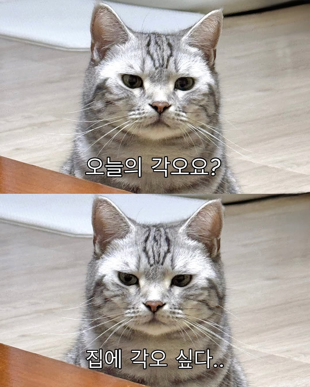 Photo by 김춘배 on September 21, 2025. May be an image of kitten and text that says '오늘의 각오요? 집에 각오 싶다..'.