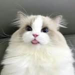 furry_little_universe 프로필 사진