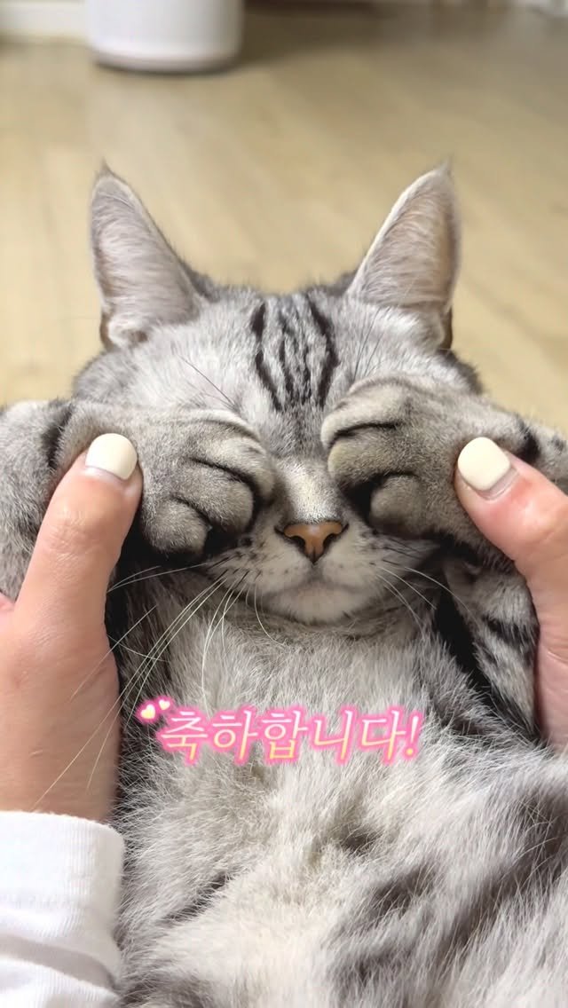 chunbae_gram 게시물 이미지: 축하합니다. 당신은 행운의 고양이를 만났습니다🍀
10초안에 공유하면 좋은 일만 생길...