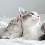 wooji.wooni.cat 프로필 사진