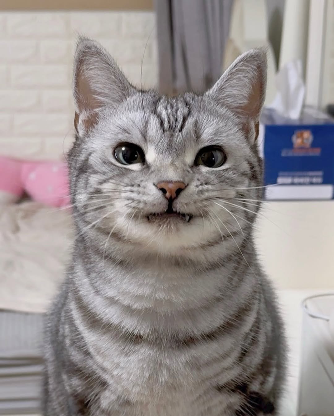 Photo by 김춘배 on September 18, 2025. May be an image of Abyssinian cat, kitten and text.