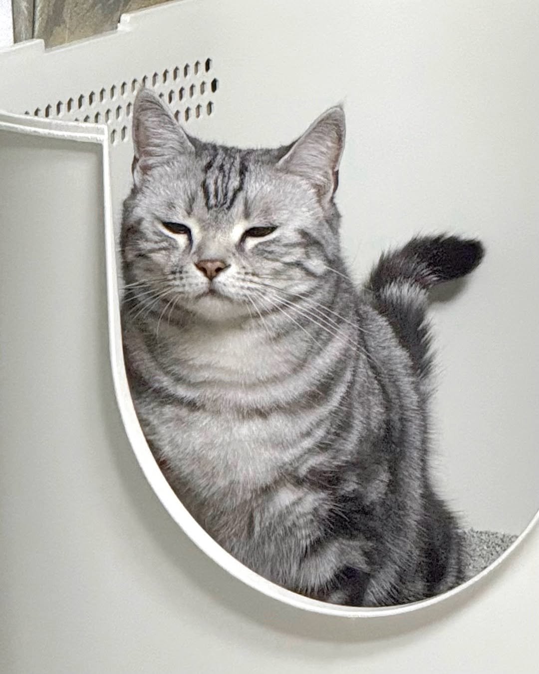 Photo shared by 김춘배 on April 24, 2026 tagging @my_dominant_cats, and @mydominant_official. May be an image of kitten, Abyssinian cat and text.