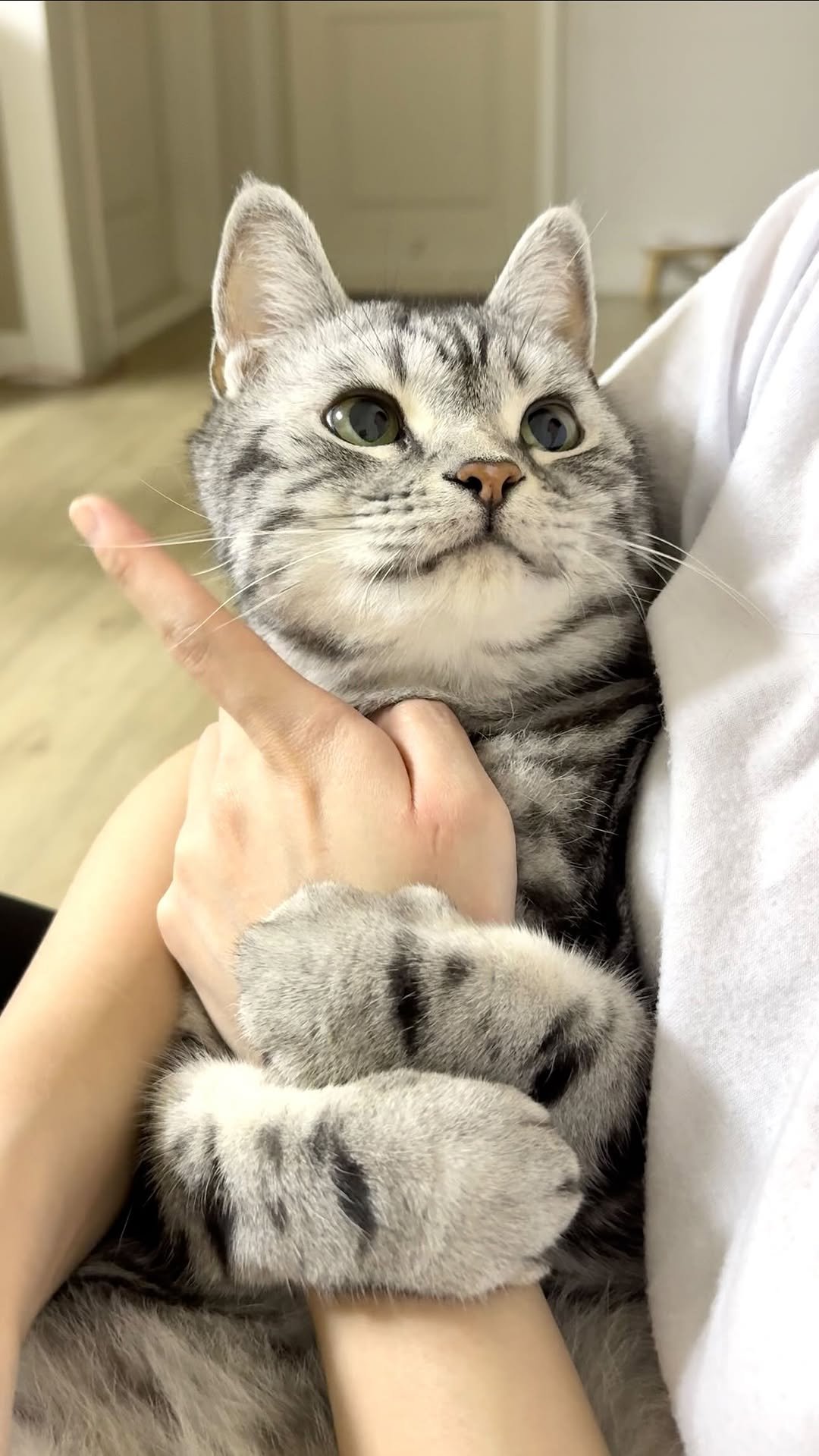 chunbae_gram 게시물 이미지: 세상 사랑스러운 눈빛😽
The sweetest, most lovable gaze...