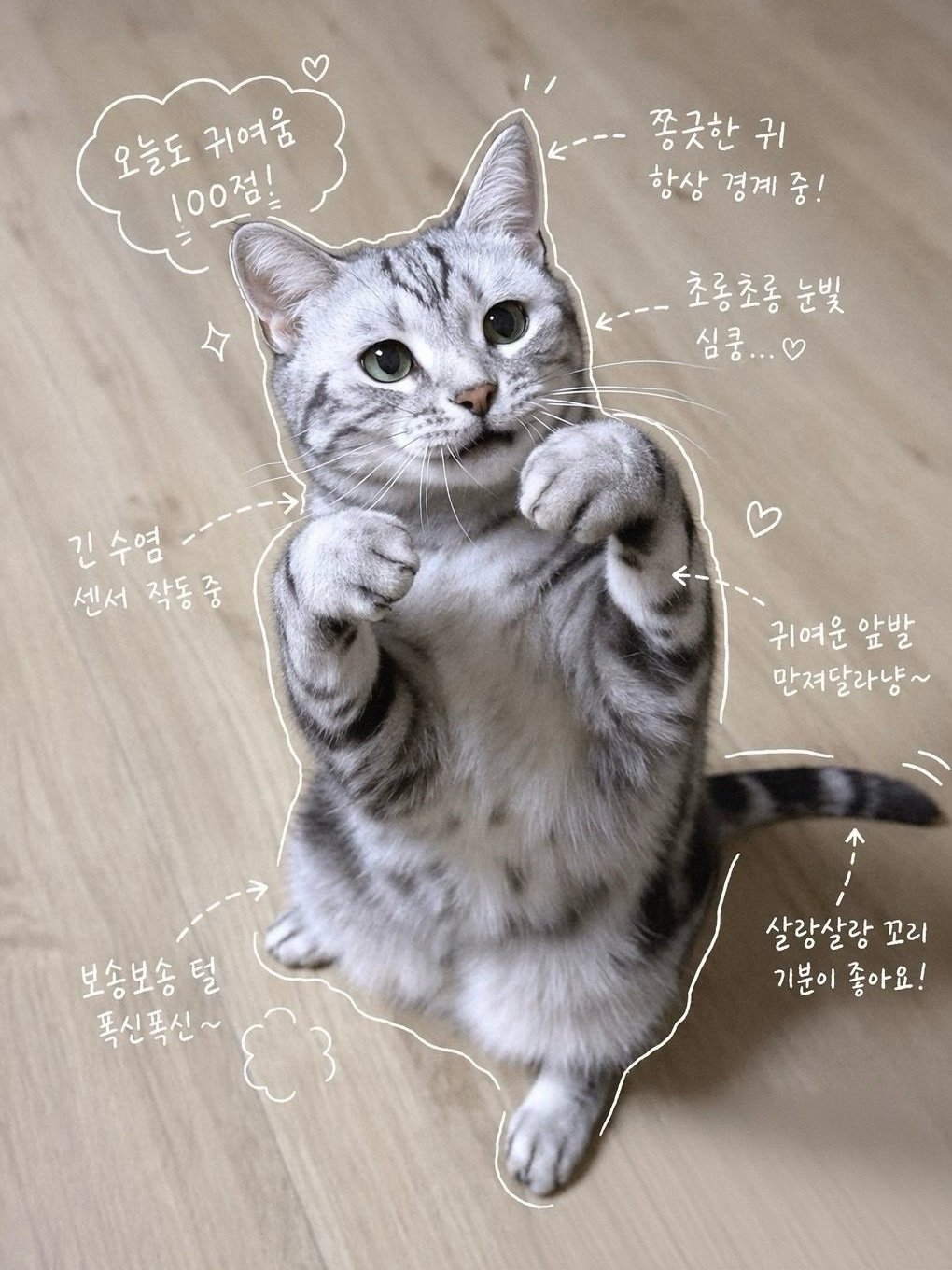 Photo by 김춘배 on April 27, 2026. May be an image of kitten, Abyssinian cat and text that says '오늘도귀여움 귀여움 오늘도 100점] 100정 쫑긋한 귀 항상 경계 상경계중! 중! 초롱초롱눈빛 눈빛 심쿵... 심쿵 긴수염 센서작동중 센서 작동 작동중 중 귀여운 앞발 만져달라냥~ 보송보송털 털 폭신폭신~ 살랑살랑 꼬리 기분이 기분이좋아요! 좋아요!'.