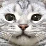 chunbae_gram 인스타그램 프로필 사진