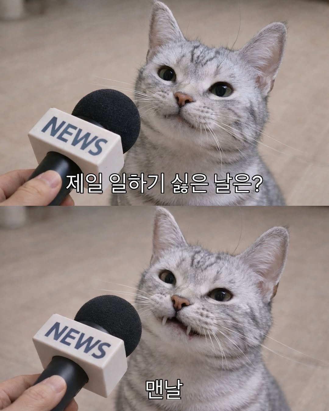 Photo by 김춘배 on February 10, 2026. May be an image of ‎kitten and ‎text that says '‎제일 일하기 싫은 NEWS اة‎'‎‎.