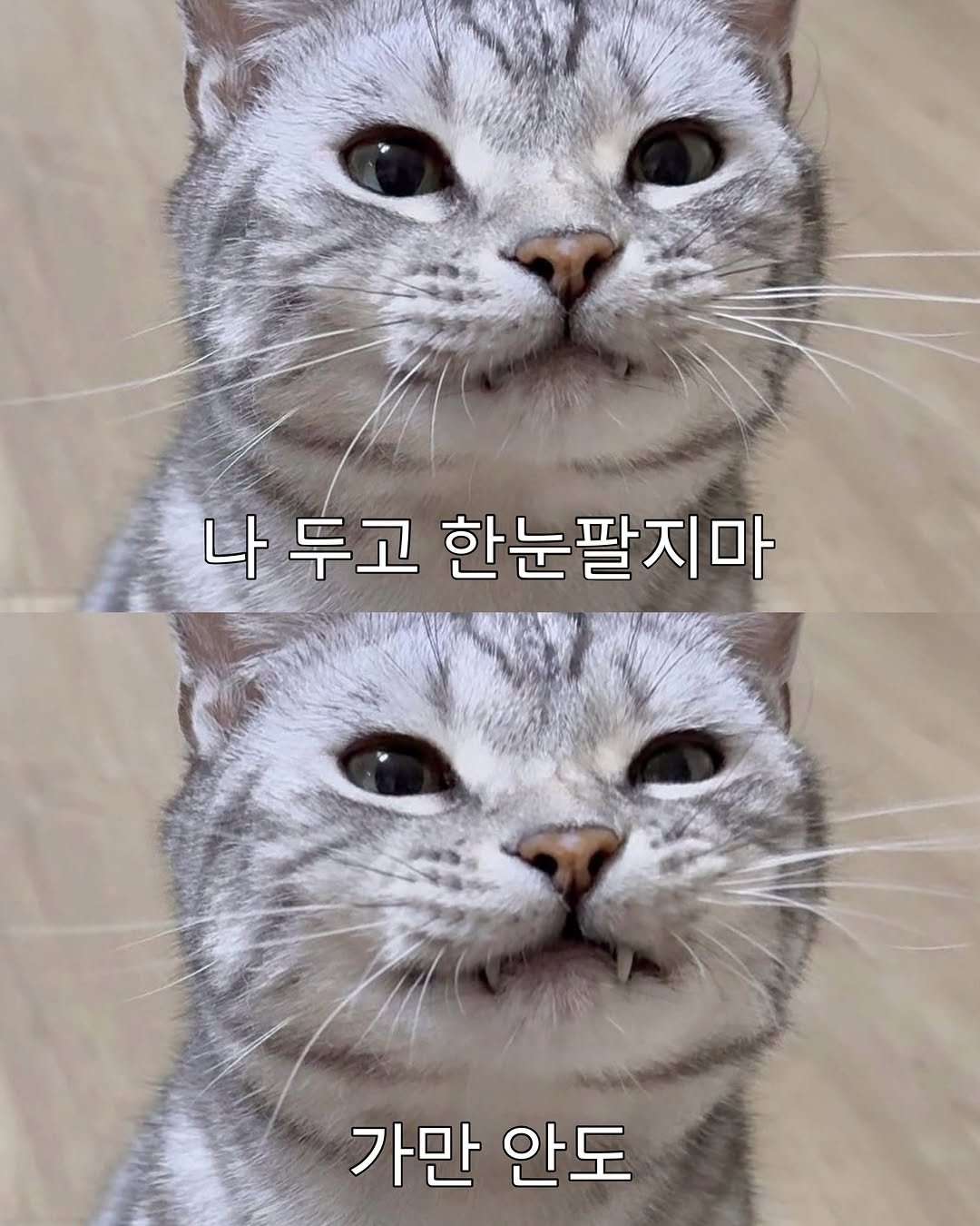 chunbae_gram 게시물 이미지: 나만 봐♥

♥ ♥
.
.
.
.
#춘배 #고양이 #귀여운고양이 #고양이짤 #cat