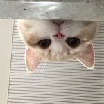 dear.mycats 프로필 사진