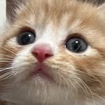 luckyducky.o_o 프로필 사진