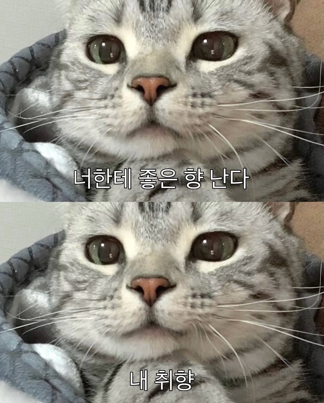 Photo by 김춘배 on February 20, 2026. May be an image of kitten, pie and text that says '너한테 좋은 향 난다 내 내취향'.