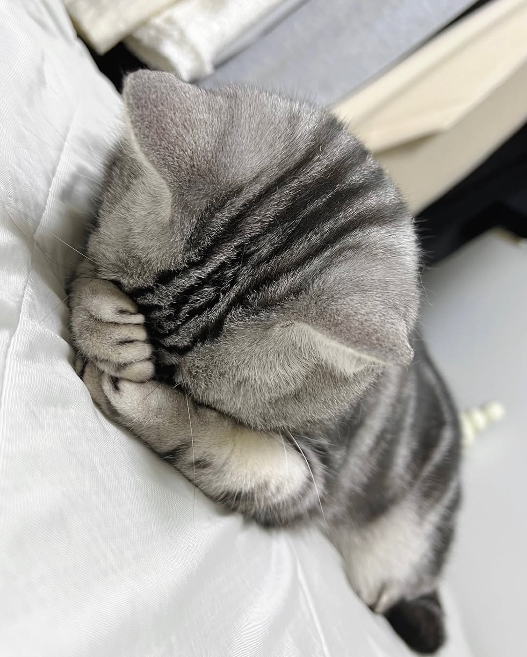 Photo by 김춘배 on February 15, 2026. May be an image of sleeping, Abyssinian cat, kitten and text.