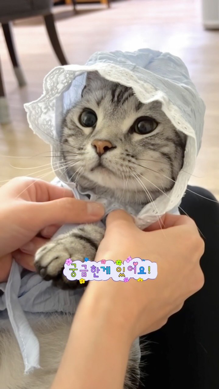 chunbae_gram 게시물 이미지: #광고 집사님들 저 궁금한게 있어요!
혹시 사료랑 습식이랑 따로...