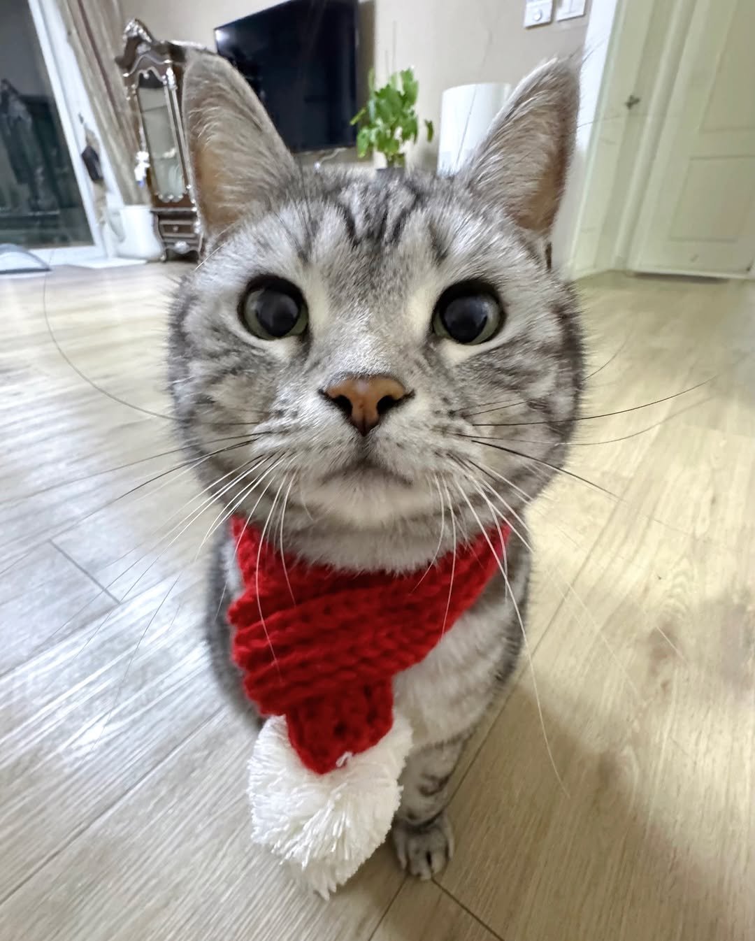 Photo by 김춘배 on December 24, 2025. May be an image of Abyssinian cat, kitten, scarf, fur, bandanna and text.